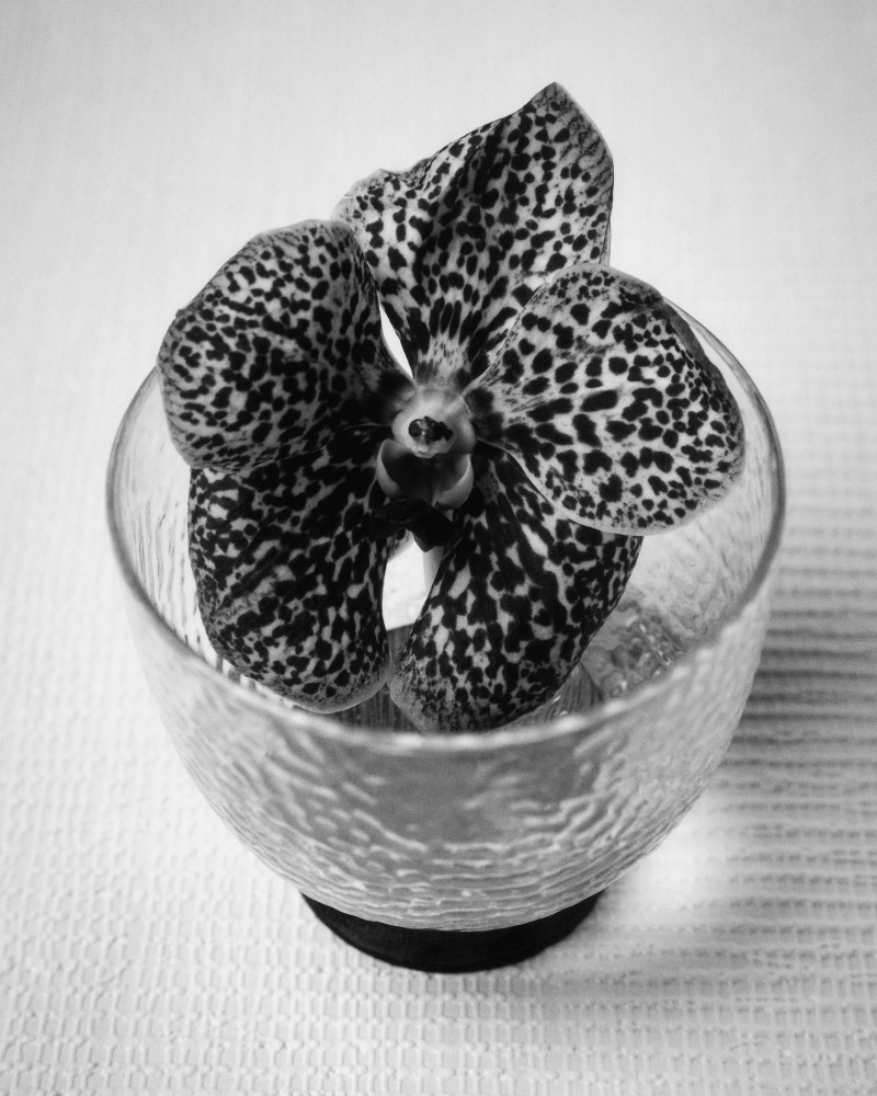 zara home set design floral ikebana domitille basso thyrse 3